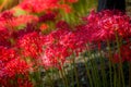 Cluster amaryllis - Japanese Higanbana Royalty Free Stock Photo
